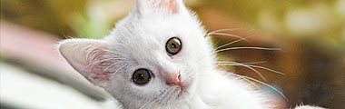 Ans�kan utan kattbild ratas